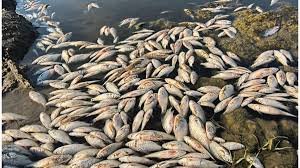 esahas.com